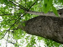 افرا امریکایی,افرای سه برگی,Box Elder, Boxelder Maple, Maple Ash
